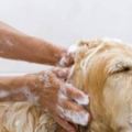 犬知識狗狗洗澡知識總整理趕快收藏起來！