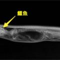 這隻蟒蛇「吞下鱷魚」後，科學家決定連拍牠7天X光，沒想到才到「第3天」就嚇壞眾人