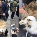 日本大叔帶10隻貓逛街，每隻都價值上萬