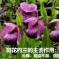 這種野花，人只欣賞它的外貌，無知價值稀罕~~它對感冒頭痛，食欲不振，煩躁不眠，癲癇等有很高的功效。