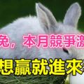 生肖兔，本月競爭激烈，想贏就進來看看