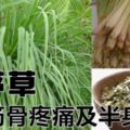 為您詳細介紹香茅草的神奇功效與作用，治筋骨疼痛及半身麻木家有筋骨痛的人要知道哦！！