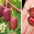 獼猴桃眾多品種當中，軟棗獼猴桃，算的是「貴族，比葡萄蘋果都好吃！