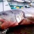 太貪心了…2000kg巨鯊想吞海龜　不小心把自己「噎到沒命」