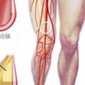 老年人腿腳發冷需警惕，什麼是雙下肢動脈硬化