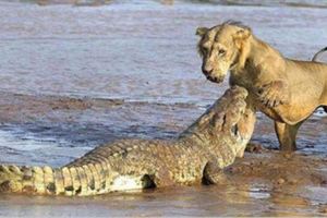 鱷魚大戰獅子，沒想到【它】被吃的只剩骨架，下場慘不忍睹！