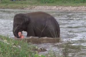 這支影片中的小象看到保母溺水奮不顧身衝進水裡，接下來0:30秒發生的事讓70萬網友感動到哭！