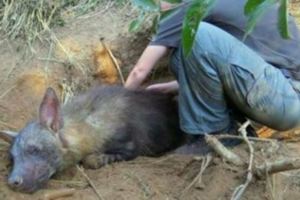 她在野外發現已經奄奄一息卻依然想攻擊人的動物，小心翻開牠的身體後大家都紅了眼眶…