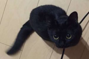 許多人一直認為「黑貓」的存在就是不詳，但是這隻眼睛超大的黑貓卻征服了許多人心！