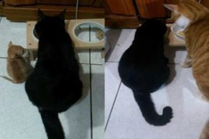 小橘貓被黑貓欺負半年後情況逆轉網友：低估了橘貓的潛力！！！【笑翻】