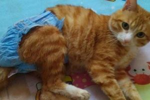 脊椎受傷的小貓穿上牛仔紙尿褲萌萌噠，鏟屎的再也不怕寶寶尿床啦
