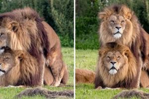 他驚見2隻雄獅無視母獅在眼前直接「啪啪啪」，大家一看母獅超困惑的表情都笑翻了！