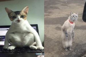 網友表示每次自己電腦玩的有點久了，他家的貓就會這樣坐在鍵盤上看著……