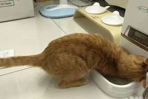 鏟屎官購置了自動餵食機為貓咪減重，但貓咪居然還長胖了，於是偷偷察看...這畫面鏟屎官一看就氣哭了