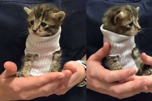 在颶風中被拯救下來的小貓貓，恩人給牠穿上「襪子毛衣」取暖，這個可愛的樣子融化了網友們的心呢！