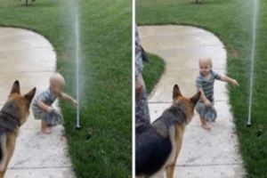 小男孩幫大狗狗克服恐懼！用手摸灑水器親自示範：「你看！完全不會痛痛！別怕！」（影片）