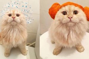 這隻貓咪Meepo因為愛洗澡瞬間成了網紅，乖乖洗澡的樣子萌化了所有貓奴的心！