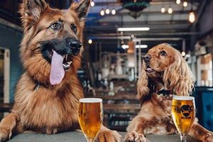 這家啤酒公司不僅允許員工攜帶狗狗上班，新養一隻狗還能得到讓狗奴超羨慕的超棒福利！