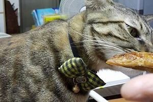 主人做了烤魚，貓咪非要嘗一口，然後搞笑的事情就發生了！