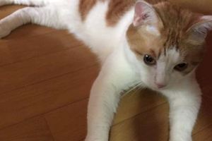 橘貓靠一張「不想回家」照片就在推特上收獲了15萬個讚！你確定你還沒有看過牠嗎？