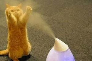 自動逗貓神器：室內加濕器！到底有多厲害，來看一場貓星人與加濕器之間的戰爭就知道！