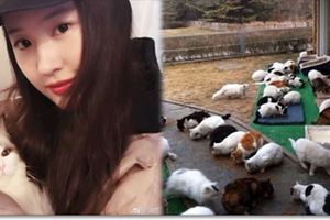 神仙姐姐劉亦菲收養30幾隻流浪貓...送養親自審核還送簽名照，超棒善行讓人驚嘆：「真的是仙女下凡！」