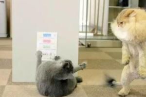 貓咪被帶去寵物店剃毛回來後，家裡的小夥伴都不認識了！