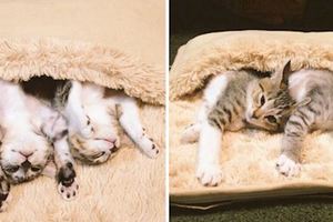 貓咪們去年霸佔了主人的電暖毯一個冬天，今年貓咪依舊，不過卻......