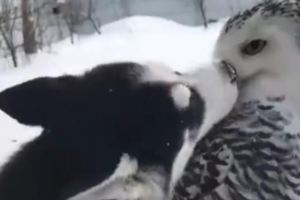 哈士奇在雪地裡遇到了貓頭鷹，結果上去就是一個強吻