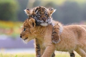 小獅子和小老虎無視差異「變成了罕見的好麻吉」，它們膩在一起的生活照已經把大家都萌哭了！