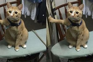 主人回到家發現橘貓姿勢怪怪的，仔細一看貓爪之後，直接笑噴！