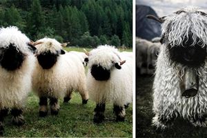 這些就是「很少人認識的奇特綿羊品種」，你第一眼看感覺它們是「可愛還是可怕」呢？