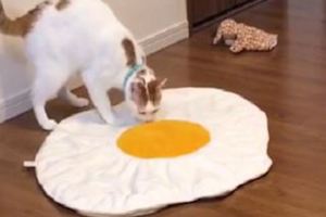 主人買了個荷包蛋墊子，貓咪以為是真蛋，急忙把它拖進秘密基地！