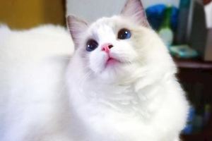 花3000買了隻布偶貓給父母照顧，半年過去了，網友：這貓現在值三十萬！