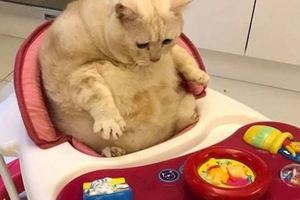 貓咪偷偷坐上寶寶的嬰兒車，接下來的動作，更讓網友看了紛紛笑噴！