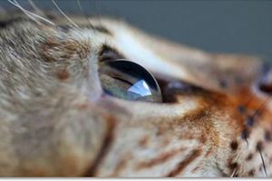 女攝影師挑戰「近距離拍攝」貓咪的瞳孔，這是很多人從來都沒有真正欣賞過的閃亮眼睛!