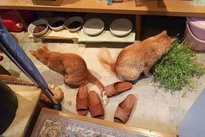 網友看見家裡的院子一隻橘貓和一隻柴犬，但網友家裡明明只養了橘貓啊！