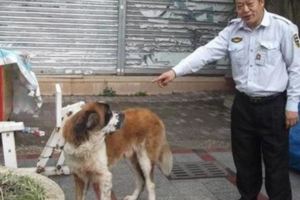 保全巡邏時好心餵養路過的流浪狗剩飯，為報恩流浪狗陪伴了他10年