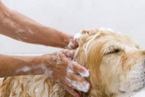 犬知識狗狗洗澡知識總整理趕快收藏起來！