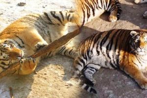 難道是阿嬤照顧的？中國哈爾濱的老虎過年後竟「肥到新境界」，網友笑翻：「過年過太爽！」