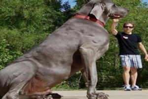 世界上最大的狗有多大？