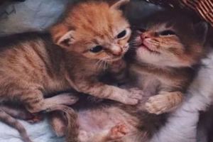 意外收留兩隻流浪貓，幾個月後它們超親密的感情，誰也離不開誰啊~
