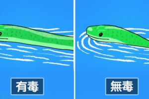 一看就學會如何自救　6張「關於毒蛇的正確常識」插畫