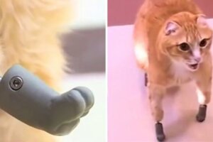 世界第一隻「裝金屬義肢」的貓　主人淚：幸好當時堅持不讓牠被安樂