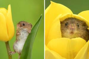 哪裡來的小可愛！　「鬱金香巢鼠」吃花蜜被抓包　全身花粉太療癒：好想養一隻
