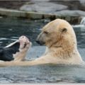 網友拍到動物園的北極熊與乳牛相親相愛！沒想到下一秒竟引起全場尖叫：「我看到了什麼」!