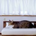 日本公司推貓咪傢具動物也要家居生活
