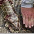 巨蟒「懷孕」慘死野外，男子剖開蛇肚子後，發現另一件恐怖事!
