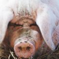 世上最幸福的豬：重1100公斤的「豬王」，專人飼養，死後被厚葬！