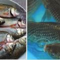 愛吃魚的人注意了，水產專家「從來不吃這4種魚」，但很可能出現在你家餐桌上！